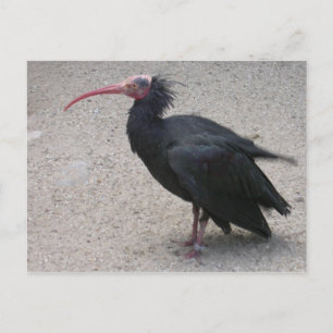 Carte Postale Ibis de la Balle du Nord
