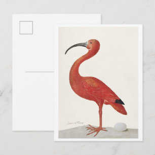 Carte Postale Ibis écarlate avec un œuf (1699–1700) par Maria Si