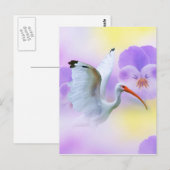 Carte postale Ibis et Pansies blanches (Devant / Derrière)