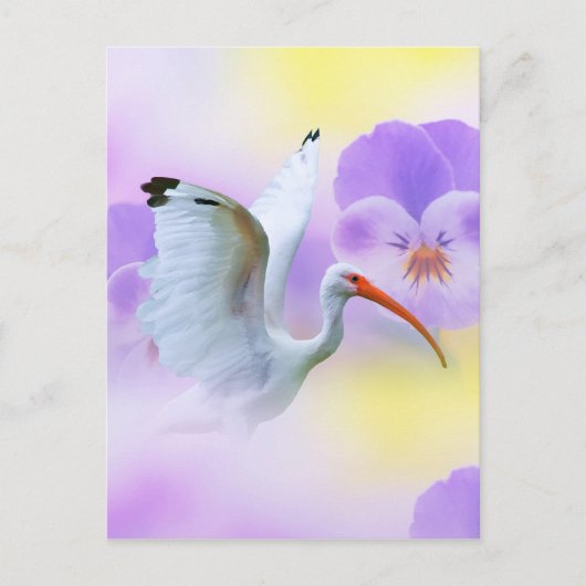 Carte postale Ibis et Pansies blanches (Devant)