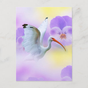 Carte postale Ibis et Pansy