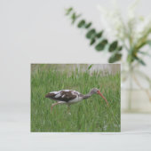 Carte postale Ibis Immature (Debout devant)