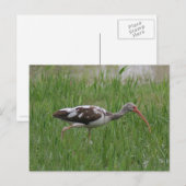 Carte postale Ibis Immature (Devant / Derrière)