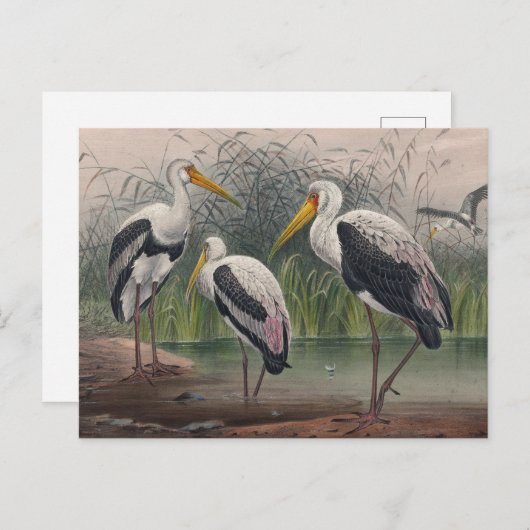 Carte Postale Ibis indien en bois par Joseph Wolf (Devant / Derrière)