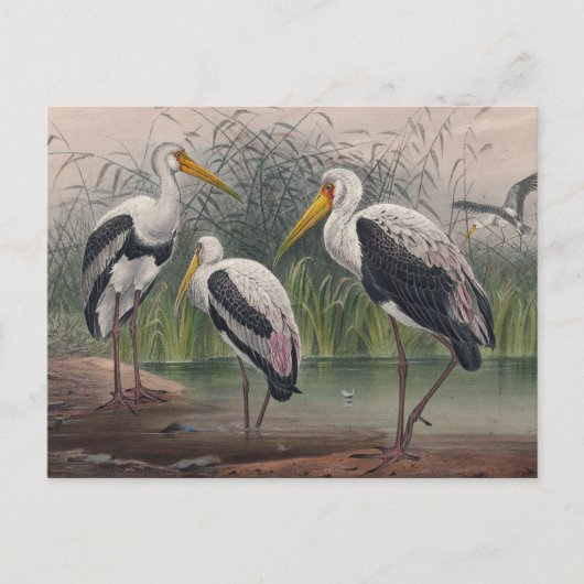 Carte Postale Ibis indien en bois par Joseph Wolf (Devant)