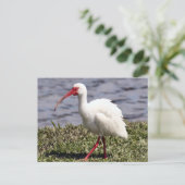 Carte postale Ibis Photo (Debout devant)