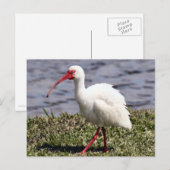 Carte postale Ibis Photo (Devant / Derrière)