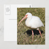 Carte postale Ibis Photo (Devant / Derrière)