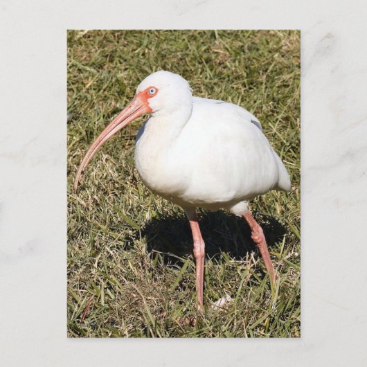 Carte postale Ibis Photo (Devant)