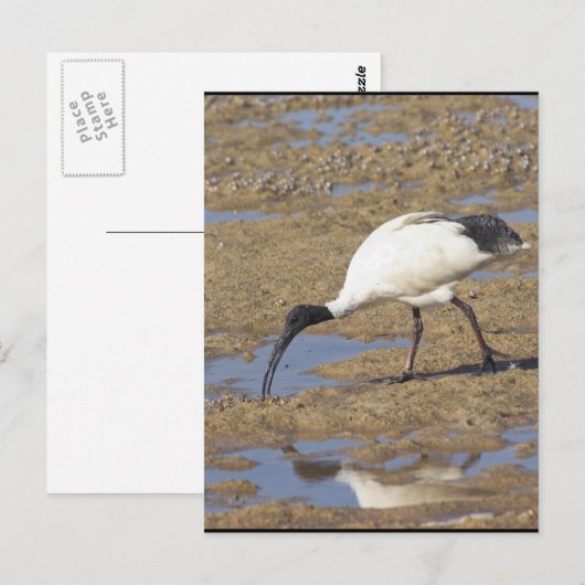 Carte Postale Ibis sacré (Devant / Derrière)