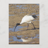 Carte Postale Ibis sacré (Devant)