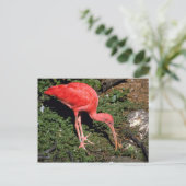 Carte Postale Ibis Scarlet (Debout devant)