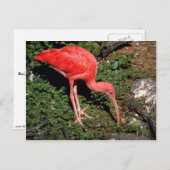 Carte Postale Ibis Scarlet (Devant / Derrière)