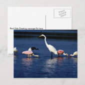 Carte Postale Ibis, spatules, grand egret, héron bleu et neige (Devant / Derrière)