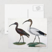 Carte Postale Ibises, de "Description de l'Eypte", 1817 (Devant / Derrière)