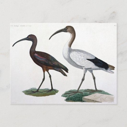 Carte Postale Ibises, de "Description de l'Eypte", 1817 (Devant)
