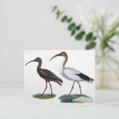 Carte Postale Ibises, de "Description de l'Eypte", 1817 (Debout devant)