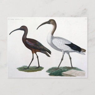 Carte Postale Ibises, de "Description de l'Eypte", 1817
