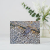 Carte postale IBSP Jetty Spider (Debout devant)