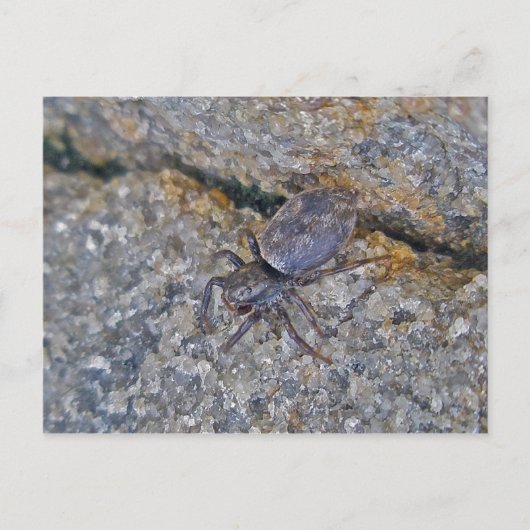 Carte postale IBSP Jetty Spider (Devant)