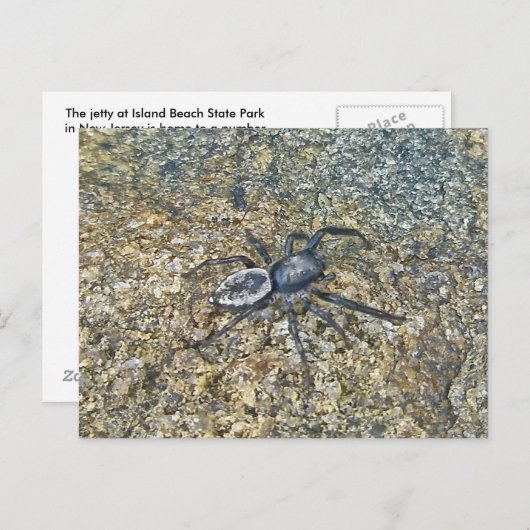 Carte postale IBSP Jetty Spider (Devant / Derrière)