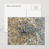 Carte postale IBSP Jetty Spider (Devant / Derrière)