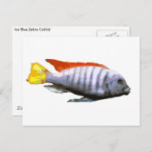 Carte Postale Ice Blue Zebra Cichlid (Devant / Derrière)