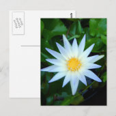 Carte postale Iceblue Water Lily (Devant / Derrière)