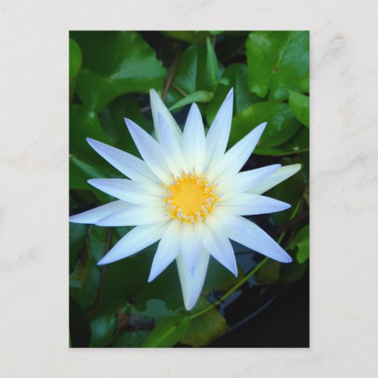 Carte postale Iceblue Water Lily (Devant)