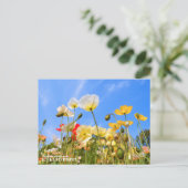 Carte Postale Iceland Poppy (Debout devant)