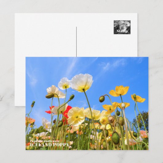 Carte Postale Iceland Poppy (Devant / Derrière)