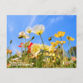 Carte Postale Iceland Poppy (Devant)