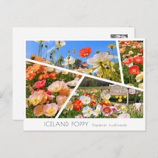 Carte Postale Iceland Poppy (Devant / Derrière)