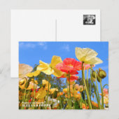 Carte Postale Iceland Poppy (Devant / Derrière)