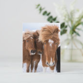 Carte Postale Icelandic Horses nuzzle (Debout devant)
