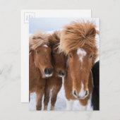 Carte Postale Icelandic Horses nuzzle (Devant / Derrière)