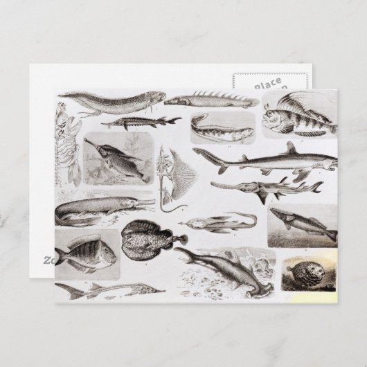 Carte Postale Ichthyologie - Elasmobranche, Ganoïde (Devant / Derrière)