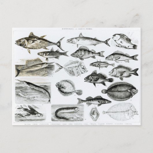 Carte Postale Ichthyologie Poissons osseux (Devant)