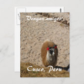 Carte Postale Ici lama de lama (Devant / Derrière)