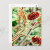 Carte Postale Icy (Devant / Derrière)