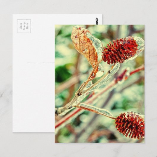 Carte Postale Icy (Devant / Derrière)