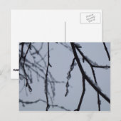 Carte Postale Icy Branches Winter Nature Photographie (Devant / Derrière)