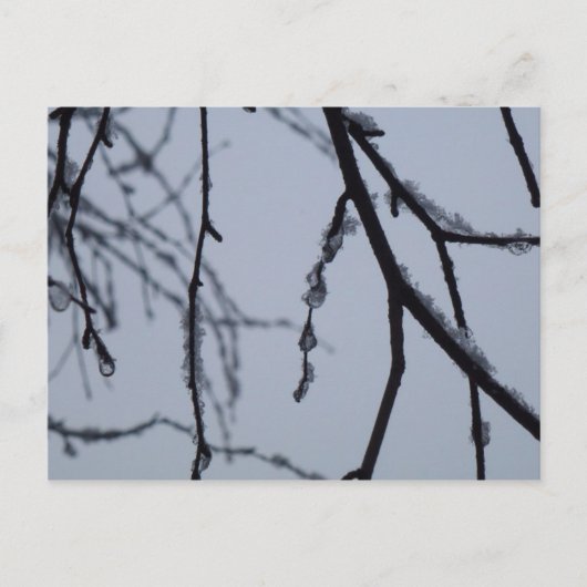Carte Postale Icy Branches Winter Nature Photographie (Devant)