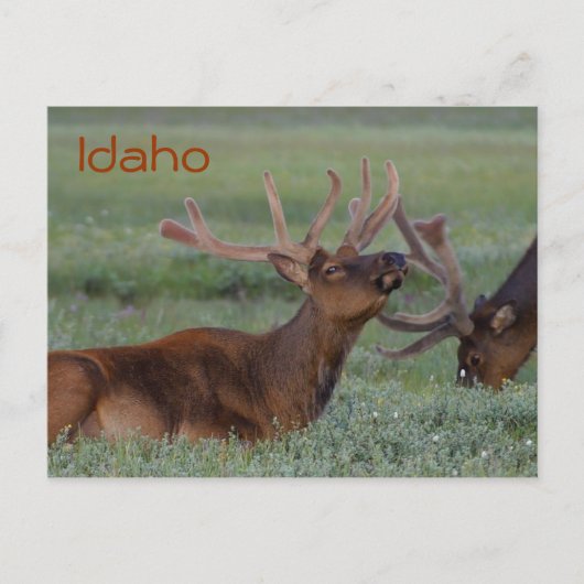 Carte postale Idaho elk (Devant)