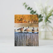 Carte Postale Idaho Falls, Oies canadiennes, (Debout devant)