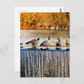 Carte Postale Idaho Falls, Oies canadiennes, (Devant / Derrière)