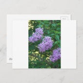 Carte Postale Idées cadeaux de colibri (Devant / Derrière)