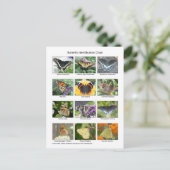Carte Postale Identification des papillons  (Debout devant)