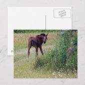 Carte Postale idiot (Devant / Derrière)