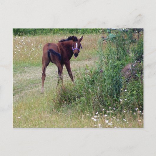 Carte Postale idiot (Devant)